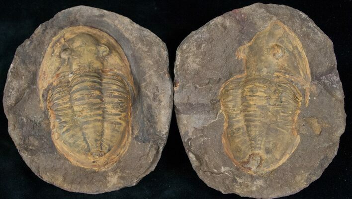 Asaphid Trilobite in Sandstone Concretion #13196